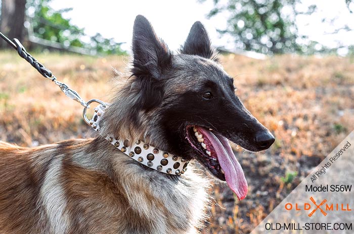 1 1/2 inch Wide White Leather Tervuren Collar