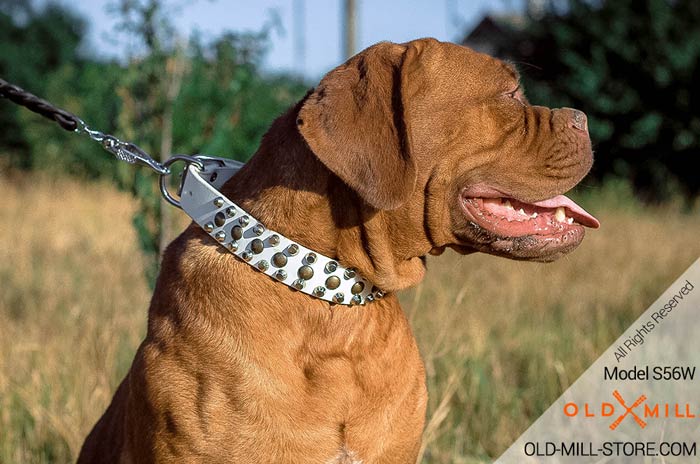 Handmade Collar with Old Brass Pyramids for French Mastiff