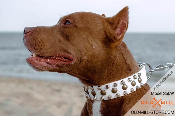 White Leather Female Dog Collar with StudsPitbul