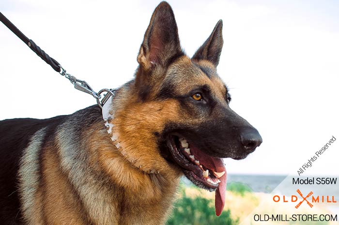 Studded White Leather German Shepherd Collar