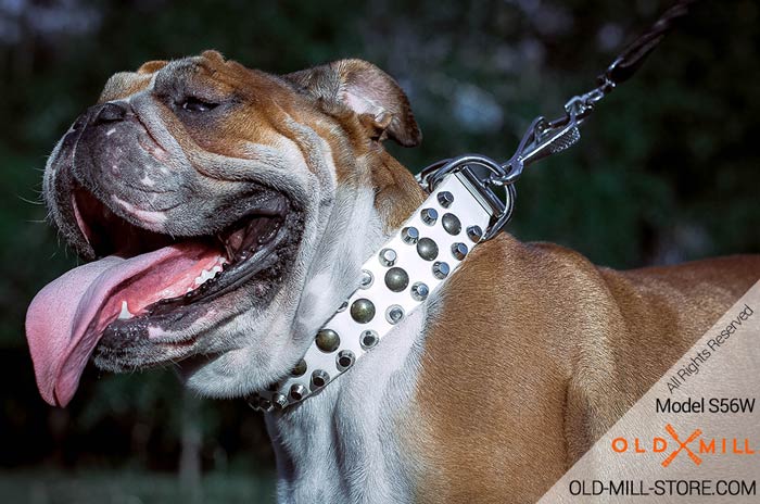 Designer Collar with Studs and Cones for English Bulldog