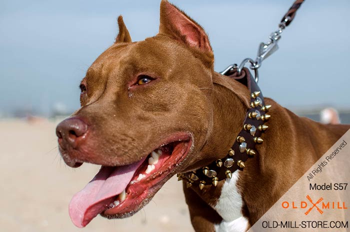 1 1/2 inch Wide Pitbull Collar with Gold-like Spikes