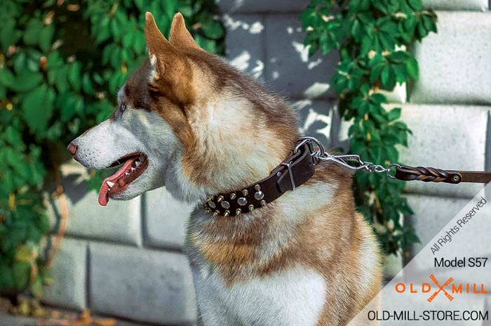 Decorated Leather Dog Collar for Your Siberian Husky