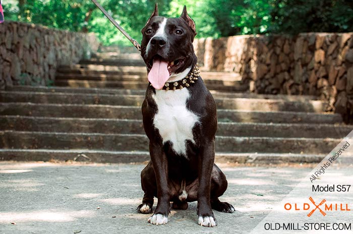 Designer Luxury Leather Amstaff Collar with Spikes and Studs