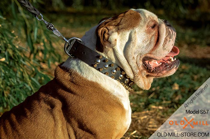 Fashion Dog Collar for English Bulldog