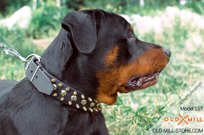 Leather Rottweiler Collar with 3 rows of Nickel Studs and Brass Spikes