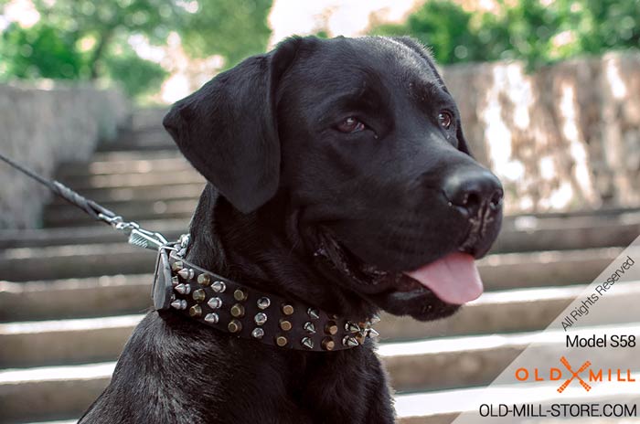 1 1/2 wide Black Labrador Collar with Spikes and Studs