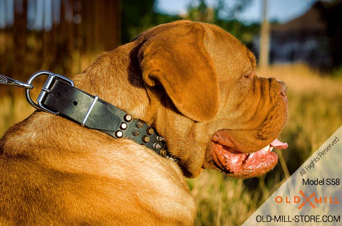 Designer Spiked French Mastiff Collar