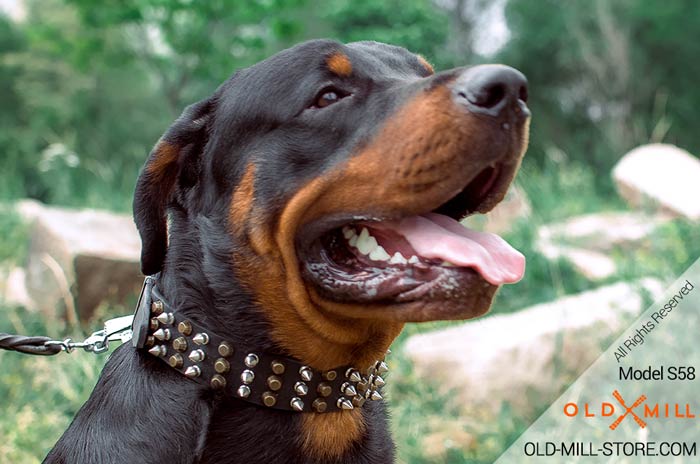 Fancy Spiked Leather Dog Collar with Pyramids for Rottweiler