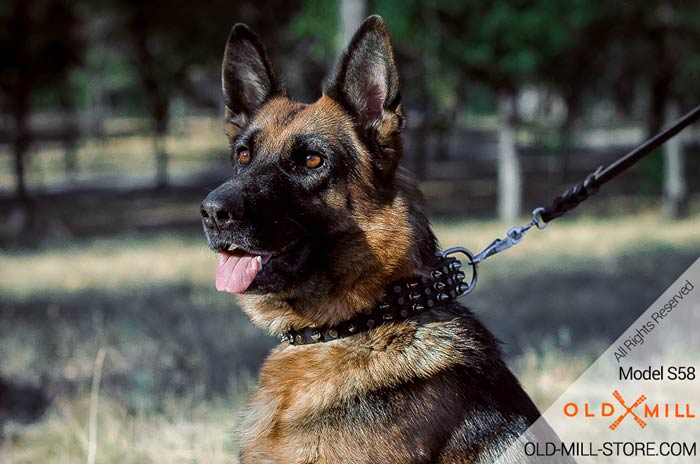 German Shepherd wearing Leather Dog Collar with Spikes and Pyramids