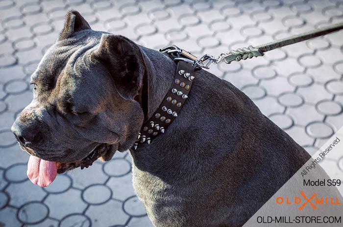 Cane Corso Collar with hand set Spikes and Old Brass Studs