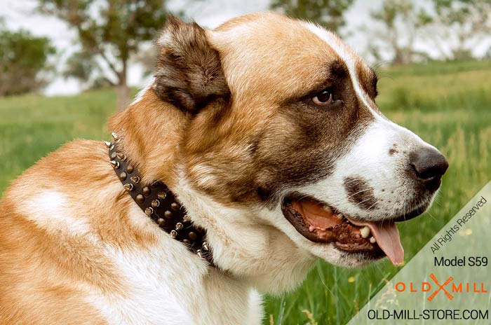 Cool Studded and Spiked Leather Dog Collar for Central Asian Shepherd