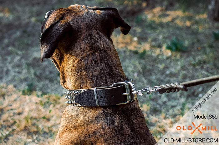 Fancy Dog Collar for Boxer