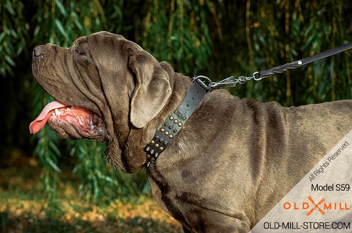 Designer Spiked Dog Collar for Giant Breeds like Mastino Napoletano