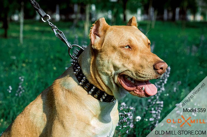 Fashion Pitbull Collar with Spiked Studs