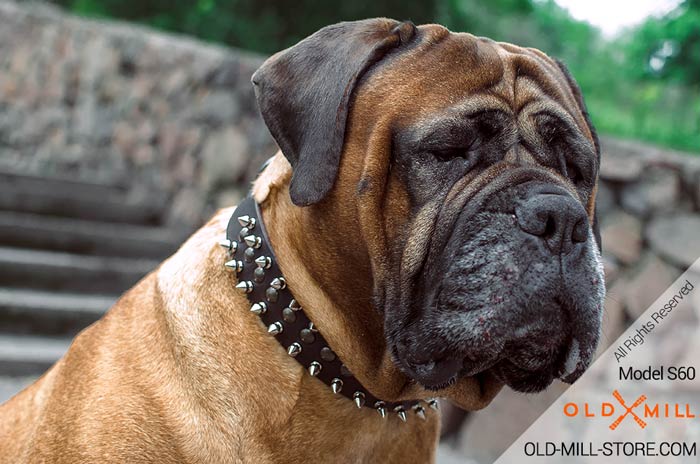 Wide Dog Collar with Spikes and Studs for Bullmastiff