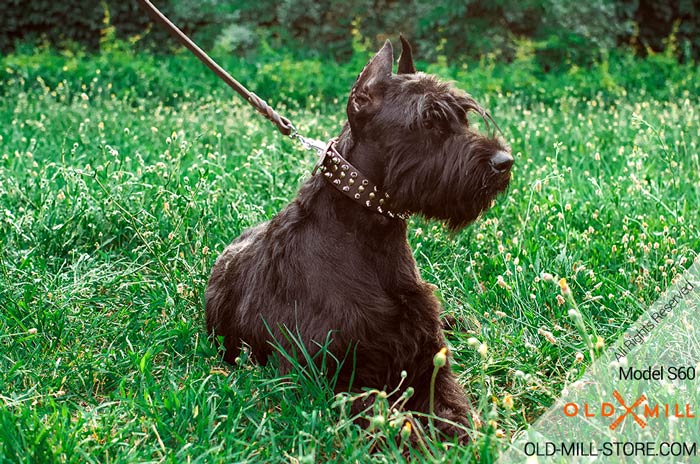 Leather Riesenschnauzer Collar 2 rows spikes and 1 row old brass small studs