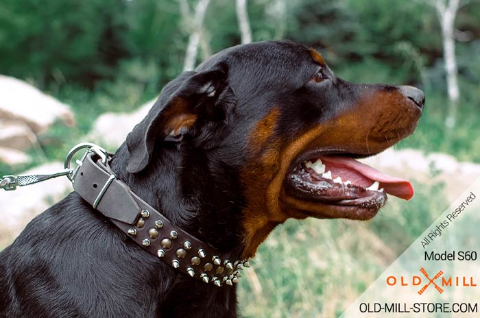 Rottweiler Collar Leather Decorated