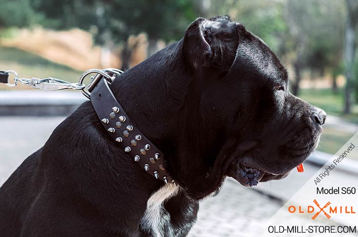 Designer Spiked Dog Collar for Cane Corso