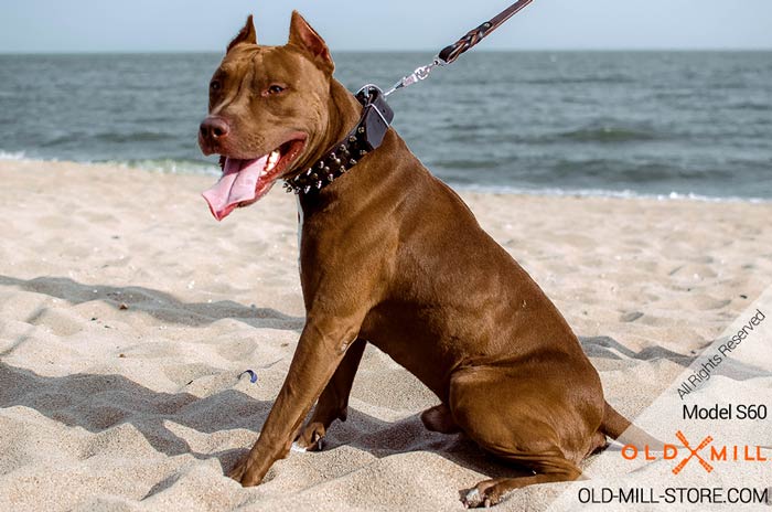 Fashion Pitbull Collar with Silver-like Spikes