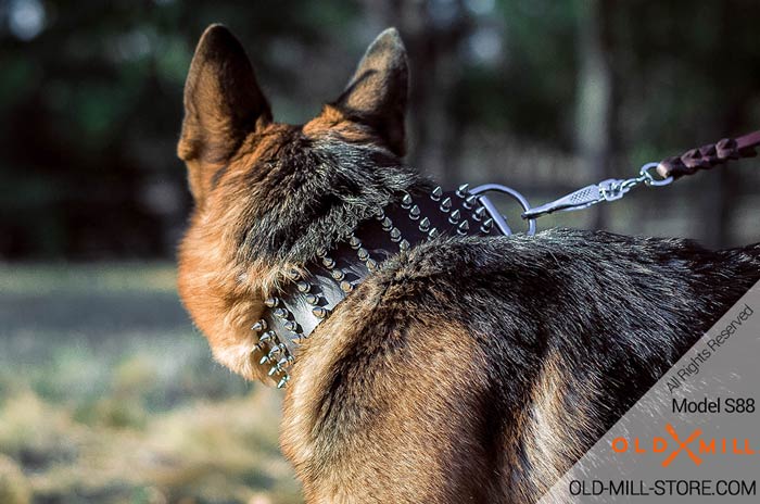 German Shepherd Buckle Collar with D-ring for Leash Attachment