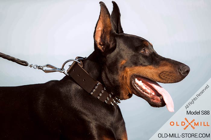 Doberman Collar with Silver-like Spikes