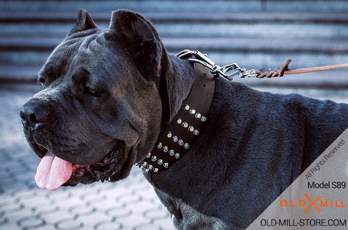 Cane Corso Decorated Wide Leather Collar with Pyramids