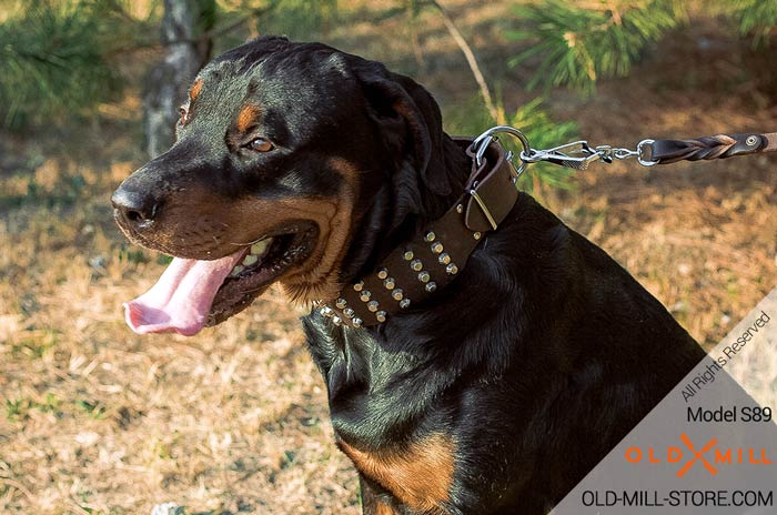Extra Wide Leather War Dog Collar for Rottweiler