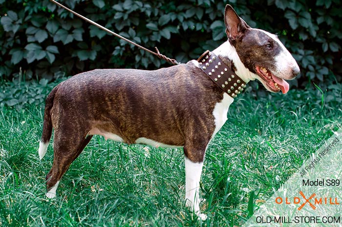 Perfect Leather Studded Collar for Bullterrier
