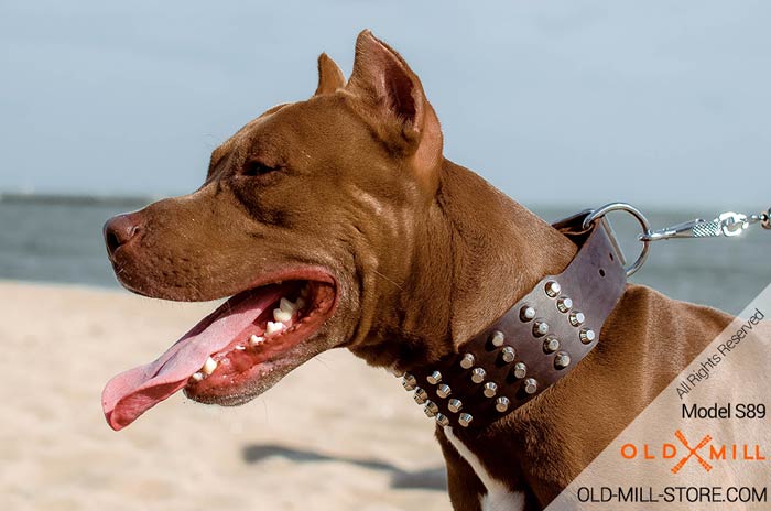 Pitbull Collar with 4 Rows of Hand-set Pyramids