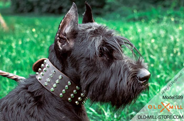 Riesenschnauzer Fashion Leather Collar