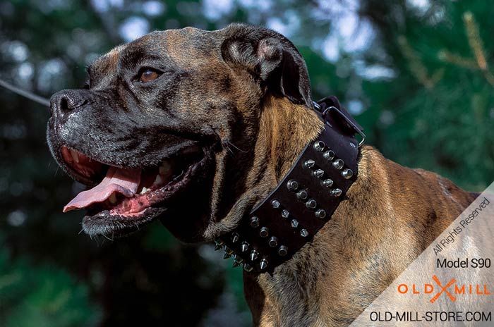 Decorated Leather Boxer Collar with Columns of Spikes and Studs