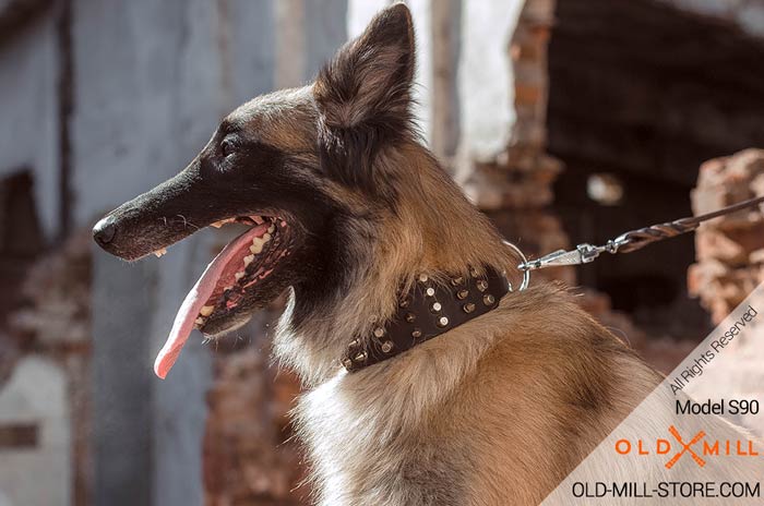 Designer Spiked Leather Collar for Tervuren 