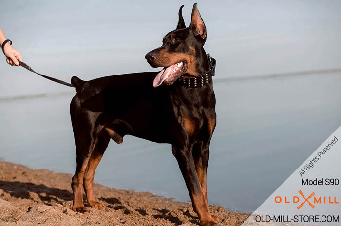 Doberman Collar Leather Spiked