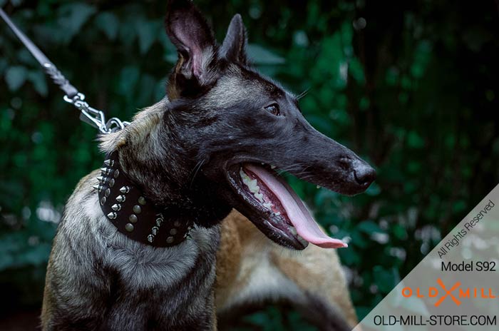 Leather Spiked Collar for Belgian Malinois