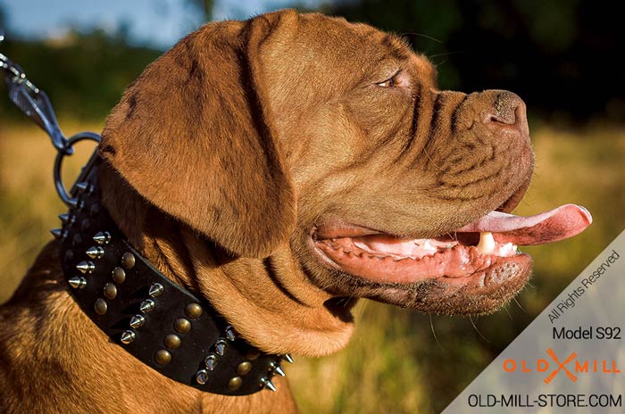 French Mastiff Spiked Collar made of Leather