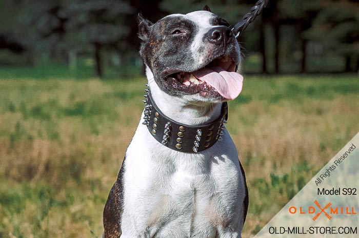 Pitbull Collar with Nickel Spikes and Brass Studs Hand-made of natural Leather