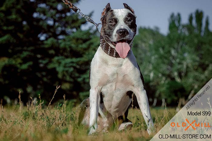 3 inch Wide Leather Pitbull Collar with Silver-like Spikes