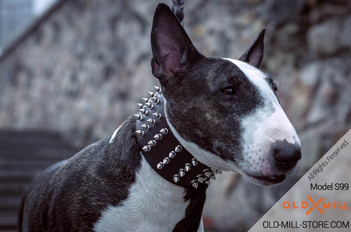 Bull Terrier Collar Leather with 4 Rows of Spikes