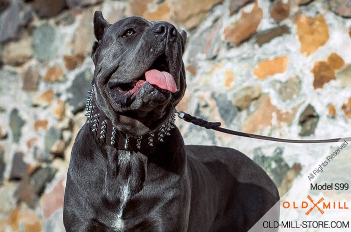 Cane Corso Fashion Spiked Leather War Dog Collar