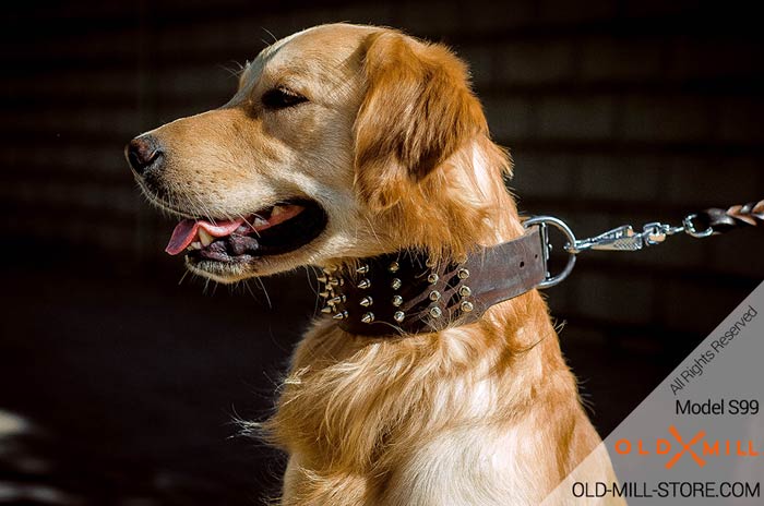 Designer Spiked Leather Dog Collar Golden Retriever