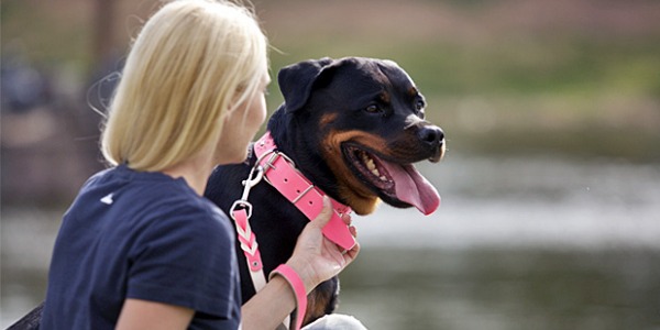 Choosing the right collar